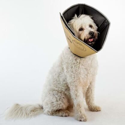 Hundekragen